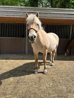 weidemaatje aangeboden, Dieren en Toebehoren, Minder dan 160 cm, Niet van toepassing, 11 jaar of ouder, Merrie