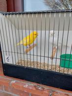 Kanaries, Dieren en Toebehoren, Vogels | Kanaries