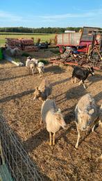 Schapen en geiten, Meerdere dieren, Schaap, 3 tot 5 jaar