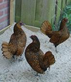 Sebright koppel, Ophalen, Nieuw