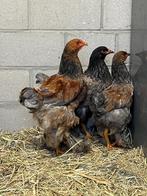 brahma kippen, Meerdere dieren, Kip
