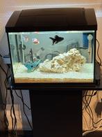 Aquarium 40 liter, Ophalen, Zo goed als nieuw