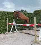 2 jarige ruin, Dieren en Toebehoren, Ruin, Onbeleerd