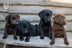 labrador pups, beide ouders zijn aanwezig, Dieren en Toebehoren, Honden | Retrievers, Spaniëls en Waterhonden, België, CDV (hondenziekte)
