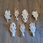 7 reebok schedels tezamen €30, Verzamelen, Dierenverzamelingen, Ophalen of Verzenden, Zo goed als nieuw, Hert, Schedel