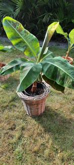 Bananeplant de mooiste bananeboom dwarf cavendisch, Ophalen