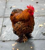 Cochin kriel haan, Dieren en Toebehoren, Pluimvee, Mannelijk, Kip