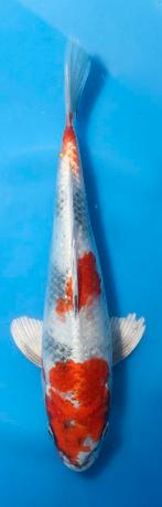 Wagoi Kin Showa, Dieren en Toebehoren, Karper of Koi