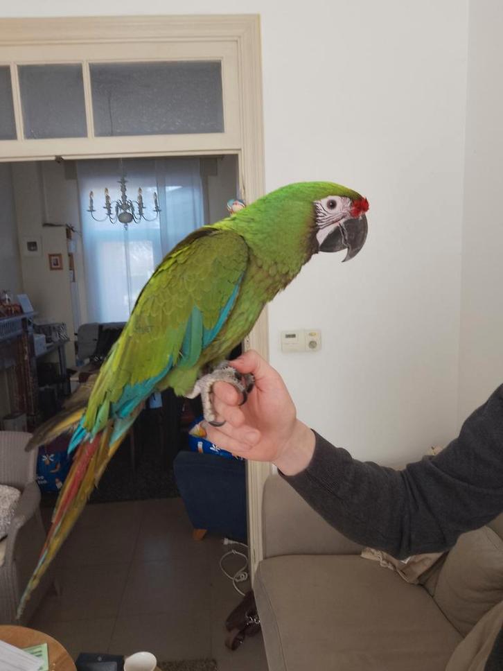 Jonge tamme Buffon aras met DNA en getest op alle ziektes, Dieren en Toebehoren, Vogels | Parkieten en Papegaaien, Papegaai, Meerdere dieren