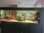 Aquarium, Dieren en Toebehoren, Ophalen, Gebruikt, Gevuld zoetwateraquarium