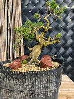 Bonsai juniperus itoigawa, Overige soorten, Minder dan 100 cm, Ophalen, Volle zon