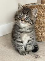 Britse korthaar kittens (laatste), Poes, Gechipt, 0 tot 2 jaar