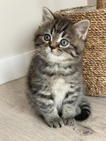 Britse korthaar kittens (laatste), Dieren en Toebehoren, Katten en Kittens | Raskatten | Korthaar, Poes, Gechipt, 0 tot 2 jaar