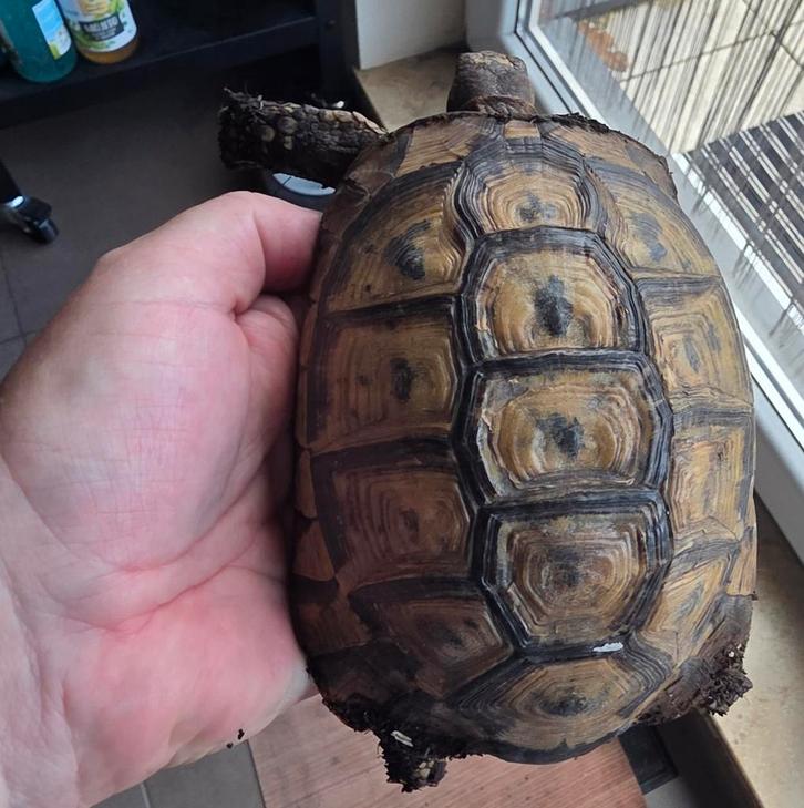Testudo Graeca,  +- 18 ans, mâle,  en très bonne santé., Animaux & Accessoires, Reptiles & Amphibiens