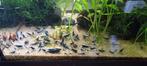 Blue Diamond garnalen, Dieren en Toebehoren, Vissen | Aquariumvissen, Kreeft, Krab of Garnaal