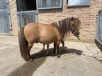 Stamboek merrie, Dieren en Toebehoren, Pony's, Merrie, A pony (tot 1.17m), 11 jaar of ouder