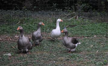 Ganzen Ei Eieren Gans - Lekker opeten of mooi decoreren beschikbaar voor biedingen