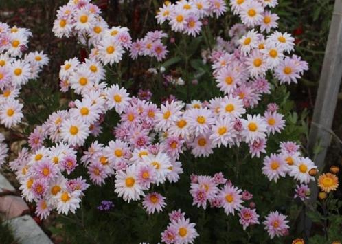 Chrysanthemum "Innocence"  (Chrysant), Tuin en Terras, Planten | Tuinplanten, Vaste plant, Overige soorten, Volle zon, Herfst