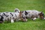 Welsh Corgi Cardigan pups te koop - Ouders aanwezig, Dieren en Toebehoren, Honden | Herdershonden en Veedrijvers, België, CDV (hondenziekte)