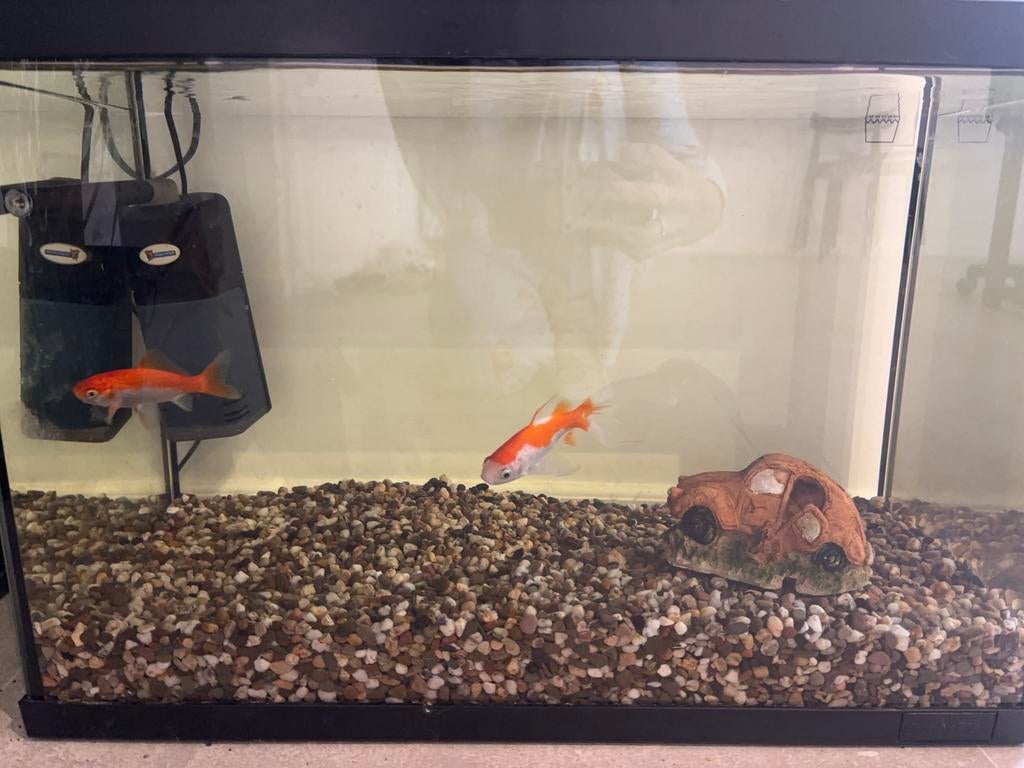 Aquarium met vissen, Dieren en Toebehoren, Vissen | Aquaria en Toebehoren, Zo goed als nieuw, Ophalen