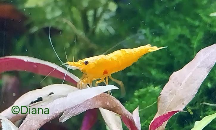 ☀️Oranje Neocaridina Garnalen * Orange Sunkist * Oudenburg, Dieren en Toebehoren, Vissen | Aquariumvissen