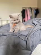 Britse korthaar kittens, Dieren en Toebehoren, Katten en Kittens | Raskatten | Korthaar, Poes, Met stamboom, 0 tot 2 jaar