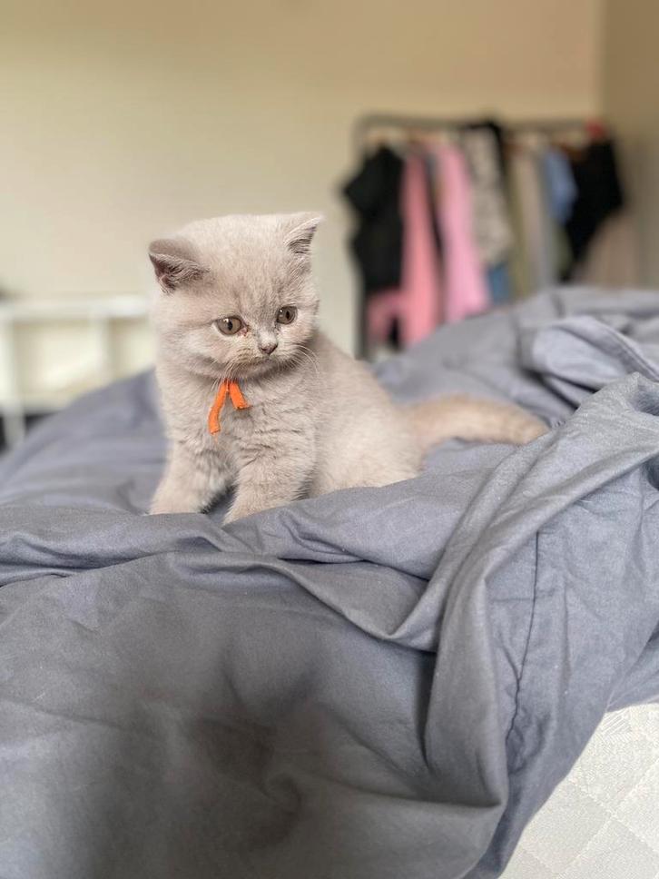 Britse korthaar kittens, Dieren en Toebehoren, Katten en Kittens | Raskatten | Korthaar, Poes, 0 tot 2 jaar, Met stamboom