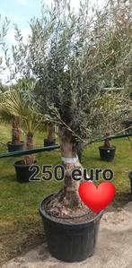 Olijfbomen actie !, Tuin en Terras, Planten | Bomen, Ophalen of Verzenden
