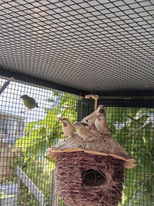 Twee spitsstaartamadines isabel, Dieren en Toebehoren, Vogels | Overige Vogels, Tropenvogel, Geslacht onbekend