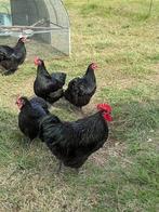 Zeer mooi trio australorps, Dieren en Toebehoren, Pluimvee