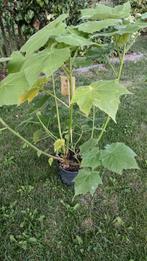 Sparmannia africana, Ophalen, In pot