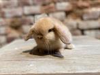 Minilop nestje (transport mogelijk), Dieren en Toebehoren, Konijnen, Meerdere dieren, Dwerg, Hangoor, 0 tot 2 jaar