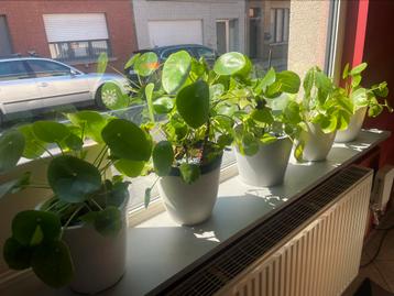 Verschillende pannekoekenplantjes beschikbaar voor biedingen