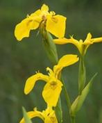 Gele iris, Tuin en Terras, Planten | Tuinplanten, Ophalen, Volle zon, Eenjarig, Vijverplanten