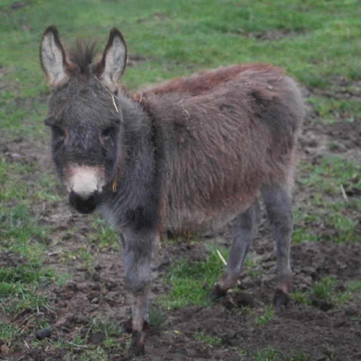 Poulain Mini âne et jument, Animaux & Accessoires, Chevaux, Jument, Ne s'applique pas, 0 à 2 ans, Avec pedigree, Avec puce électronique