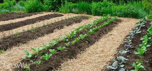 Aanleg moestuin, Tuin en Terras, Bloembakken en Plantenbakken, Tuin, Ophalen