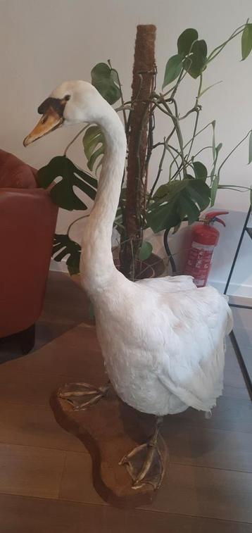 Taxidermie zwaan beschikbaar voor biedingen