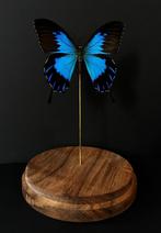 Rare Papillon Exotique Ulysses Telegonus d'Indonésie Globe, Collections, Collections Animaux, Insecte, Animal empaillé, Enlèvement ou Envoi