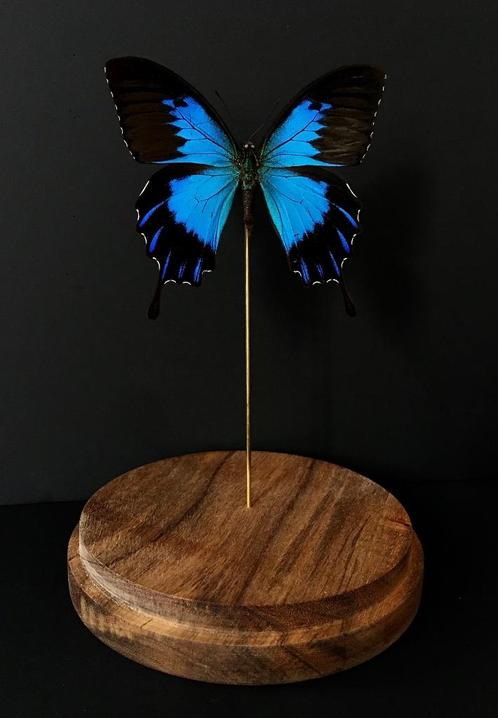 Rare Papillon Exotique Ulysses Telegonus d'Indonésie Globe, Collections, Collections Animaux, Neuf, Animal empaillé, Insecte, Enlèvement ou Envoi