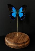 Zeldzame exotische vlinder Ulysses Telegonus uit Indonesia G, Nieuw, Opgezet dier, Ophalen of Verzenden, Insect