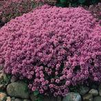 Tijm soorten, Tuin en Terras, Ophalen