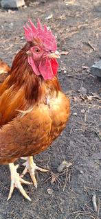 Haan, Barnevelder (legkip), Dieren en Toebehoren, Mannelijk, Kip