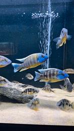 Malawi cichliden protomelas sp steveni taiwan reef, Dieren en Toebehoren, Vissen | Aquariumvissen, Vis, Zoetwatervis, Schoolvis