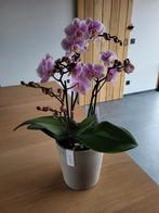 Orchideeën, Ophalen