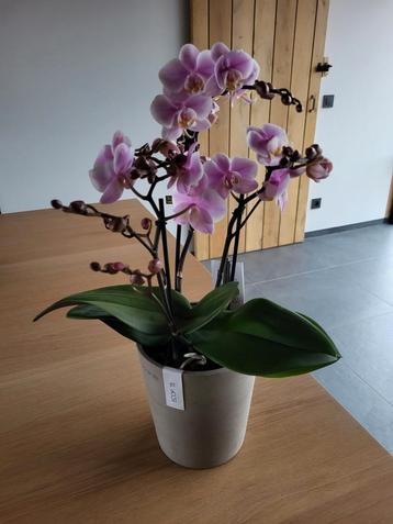 Orchideeën  beschikbaar voor biedingen