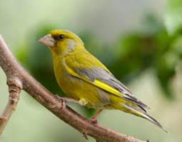 GREENFINCH WK ÉCOSSAIS. disponible aux enchères