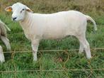 Swifter stamboek rammen voor de fokkerij, Dieren en Toebehoren, Mannelijk, Schaap, 0 tot 2 jaar