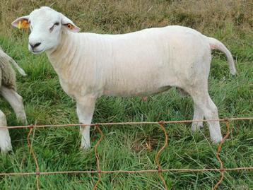Swifter stamboek rammen voor de fokkerij, Mâle, Mouton, 0 à 2 ans
