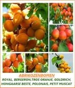 ABRIKOZENBOMEN: LAAGSTAM: 17€, HALFSTAM 22€/ST, Volle zon, Vaste plant, Ophalen of Verzenden, Fruitplanten