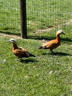 Casarca eend, Dieren en Toebehoren, Pluimvee, Eend